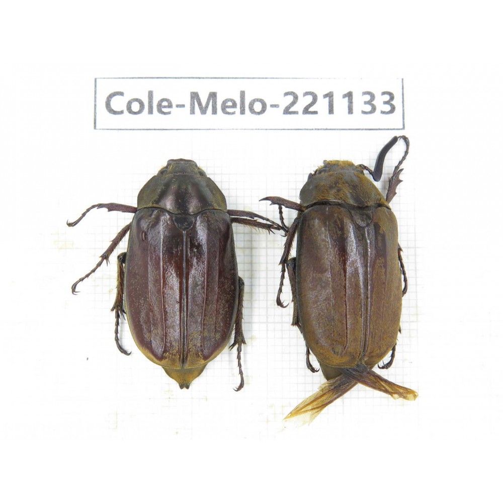 Melolonthidae sp. China, Tibet, Linzhi, Motuo county. 2Pcs. Cole-Melo-221133.