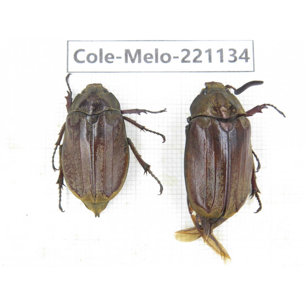 Melolonthidae sp. China, Tibet, Linzhi, Motuo county. 2Pcs. Cole-Melo-221134.