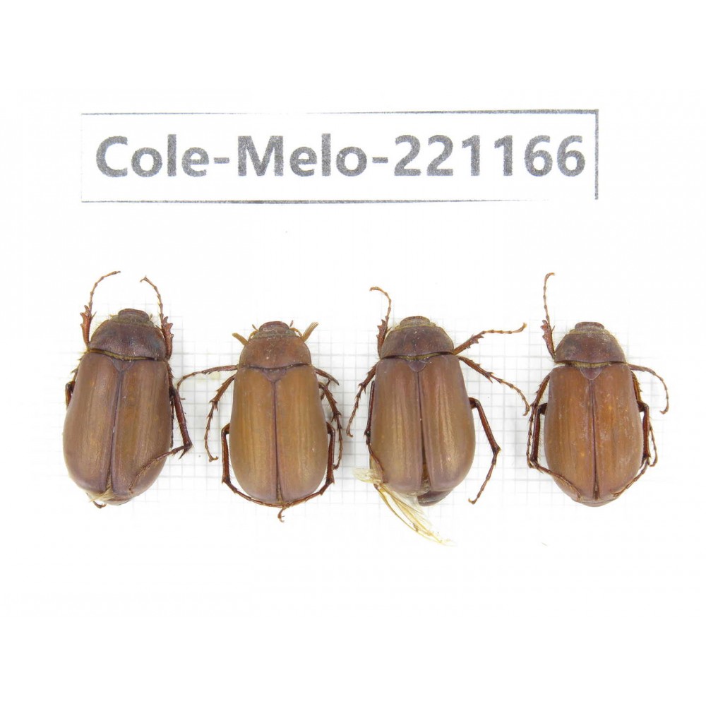 Melolonthidae sp. China, Yunnan, Xiangerila, S of Weixi county. 4Pcs. Cole-Melo-221166.