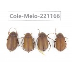 Melolonthidae sp. China, Yunnan, Xiangerila, S of Weixi county. 4Pcs. Cole-Melo-221166.