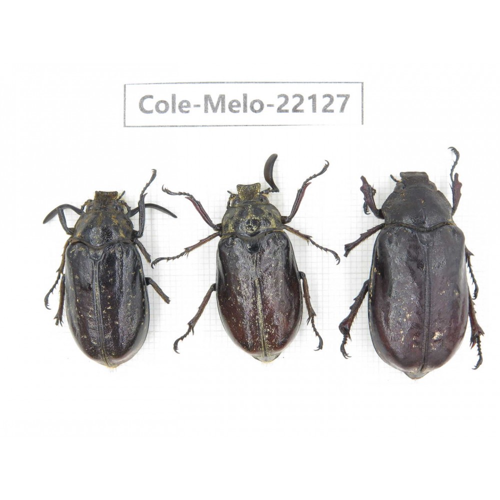 Melolonthidae sp. China, Tibet, Linzhi, Motuo county. 2M1F. Cole-Melo-22127.