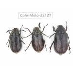 Melolonthidae sp. China, Tibet, Linzhi, Motuo county. 2M1F. Cole-Melo-22127.