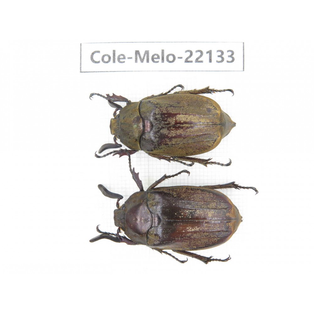 Melolonthidae sp. China, Tibet, Linzhi, Motuo county. 2M. Cole-Melo-22133.