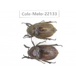 Melolonthidae sp. China, Tibet, Linzhi, Motuo county. 2M. Cole-Melo-22133.