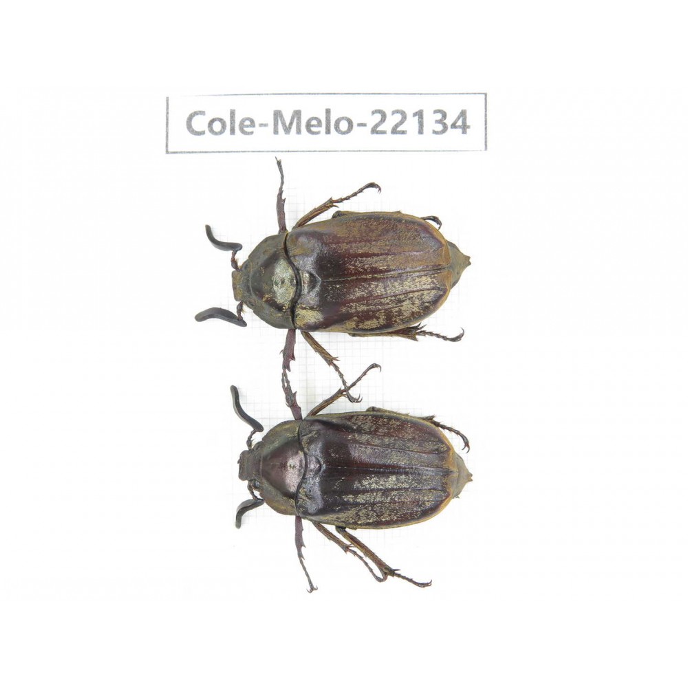 Melolonthidae sp. China, Tibet, Linzhi, Motuo county. 2M. Cole-Melo-22134.