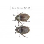 Melolonthidae sp. China, Tibet, Linzhi, Motuo county. 2M. Cole-Melo-22134.