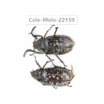 Melolonthidae sp. China, Tibet, Linzhi, Motuo county. 1P. Cole-Melo-22159.