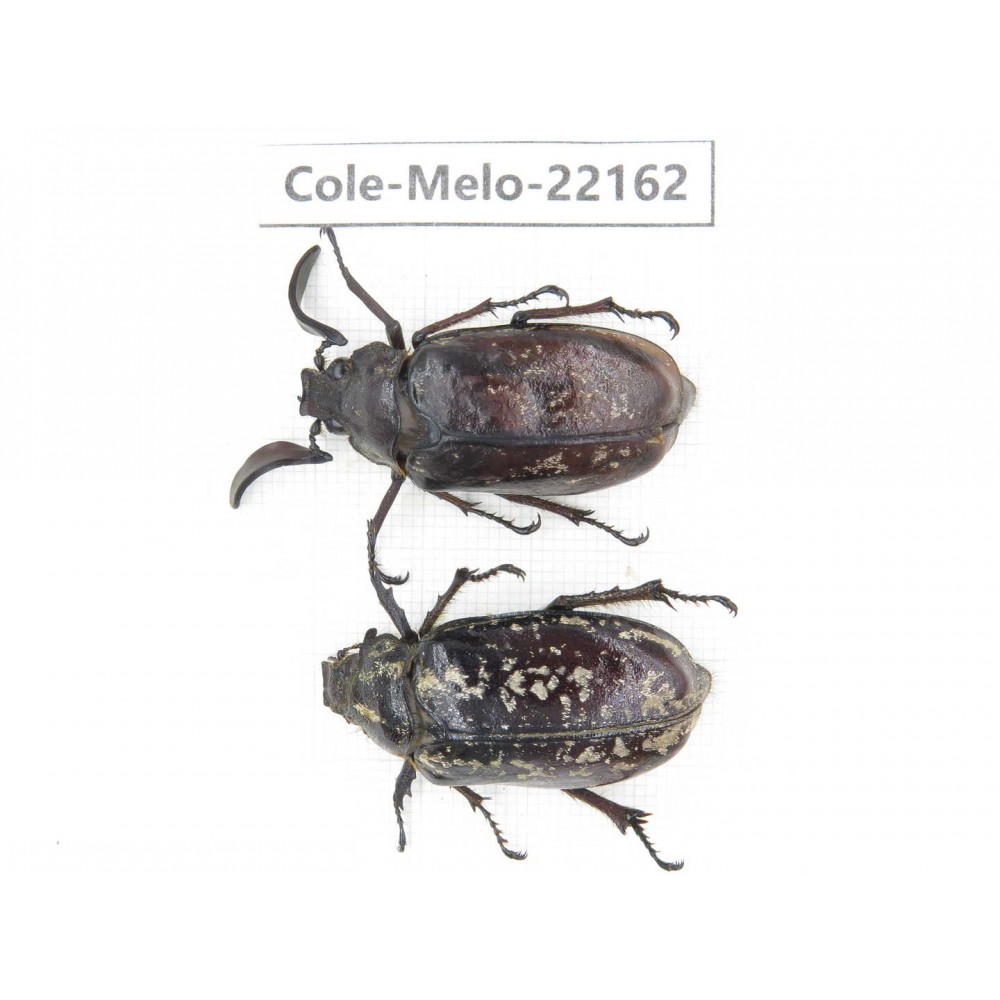 Melolonthidae sp. China, Tibet, Linzhi, Motuo county. 1P. Cole-Melo-22162.