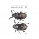 Melolonthidae sp. China, Tibet, Linzhi, Motuo county. 1P. Cole-Melo-22162.