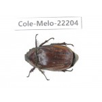 Melolonthidae sp. China, Tibet, Linzhi area, Linzhi town. 1F. Cole-Melo-22204.