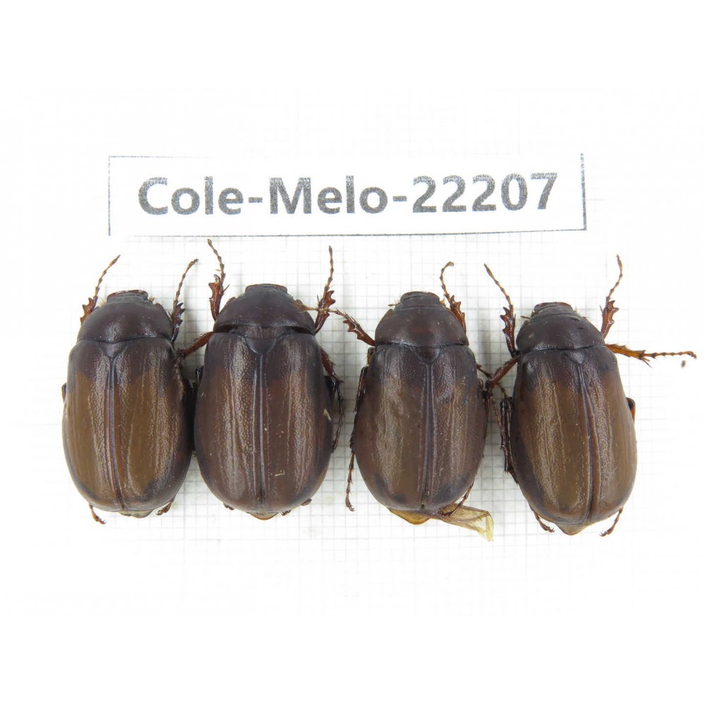Melolonthidae sp. China, Yunnan, Nujiang, N of Mt.Biluoxueshan. 4Pcs. Cole-Melo-22207.