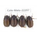 Melolonthidae sp. China, Yunnan, Nujiang, N of Mt.Biluoxueshan. 4Pcs. Cole-Melo-22207.
