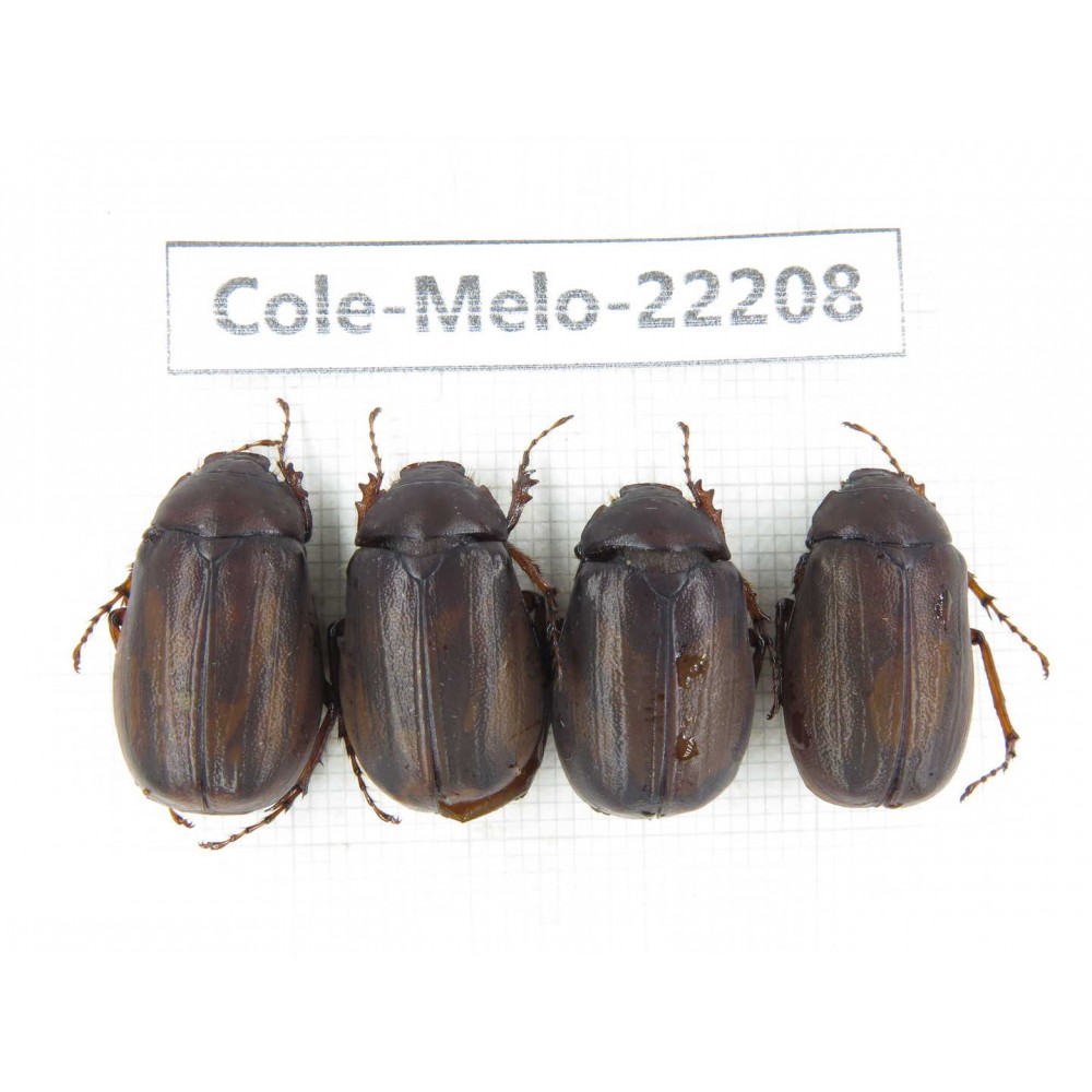 Melolonthidae sp. China, Yunnan, Nujiang, N of Mt.Biluoxueshan. 4Pcs. Cole-Melo-22208.