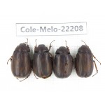Melolonthidae sp. China, Yunnan, Nujiang, N of Mt.Biluoxueshan. 4Pcs. Cole-Melo-22208.