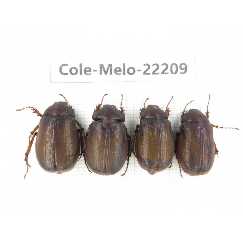 Melolonthidae sp. China, Yunnan, Nujiang, N of Mt.Biluoxueshan. 4Pcs. Cole-Melo-22209.