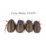 Melolonthidae sp. China, Yunnan, Nujiang, N of Mt.Biluoxueshan. 4Pcs. Cole-Melo-22209.