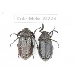 Melolonthidae sp. China, Yunnan, Nujiang, N of Mt.Biluoxueshan. 2M. Cole-Melo-22223.