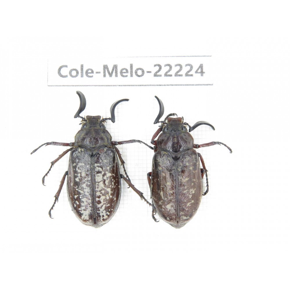 Melolonthidae sp. China, Yunnan, Nujiang, N of Mt.Biluoxueshan. 2M. Cole-Melo-22224.