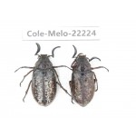 Melolonthidae sp. China, Yunnan, Nujiang, N of Mt.Biluoxueshan. 2M. Cole-Melo-22224.