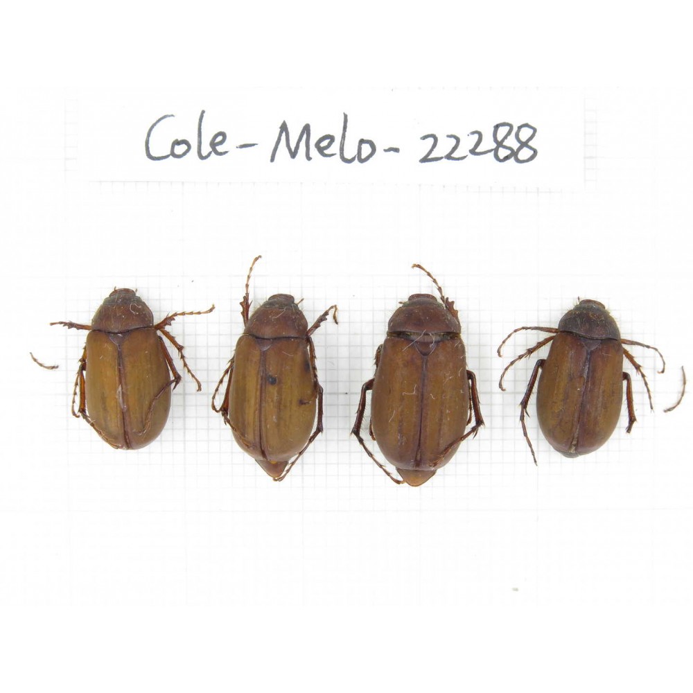 Melolonthidae sp. China, Yunnan, Xiangerila, S of Weixi county. 4Pcs. Cole-Melo-22288.