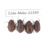 Melolonthidae sp. China, Yunnan, Xiangerila, S of Weixi county. 4Pcs. Cole-Melo-22289.