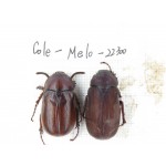 Melolonthidae sp. China, Yunnan, Chuxiong, Shuangbai county (N Mt.Ailaoshan.)1P. Cole-Melo-22300.