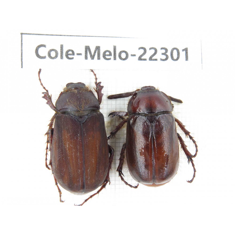 Melolonthidae sp. China, Yunnan, Chuxiong, Shuangbai county (N Mt.Ailaoshan.)1P. Cole-Melo-22301.