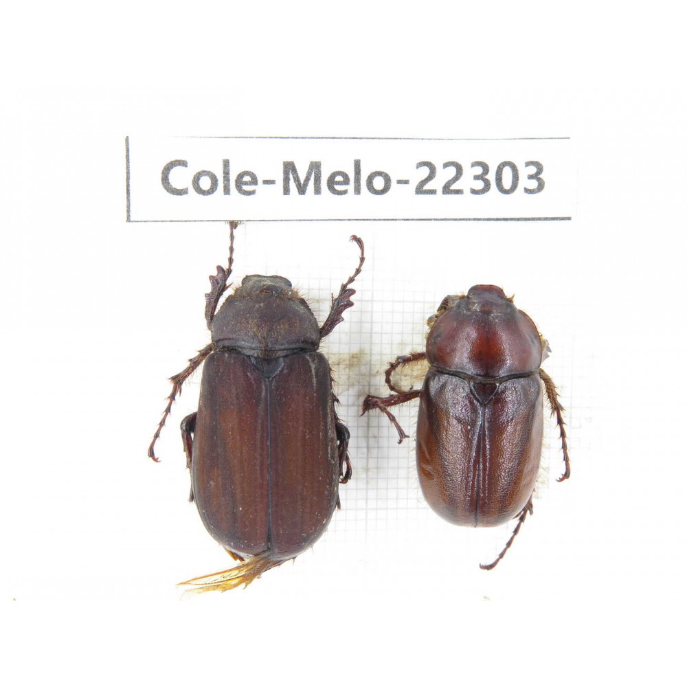 Melolonthidae sp. China, Yunnan, Chuxiong, Shuangbai county (N Mt.Ailaoshan.)1P. Cole-Melo-22303.