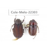Melolonthidae sp. China, Yunnan, Chuxiong, Shuangbai county (N Mt.Ailaoshan.)1P. Cole-Melo-22303.