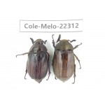 Melolonthidae sp. China, Yunnan, Chuxiong, Shuangbai county (N Mt.Ailaoshan.) 2M. Cole-Melo-22312.