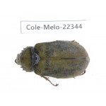 Melolonthidae sp. China, Yunnan, Chuxiong, Shuangbai county (N Mt.Ailaoshan.) 1F. Cole-Melo-22344.