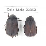 Melolonthidae sp. China, Yunnan, Chuxiong, Shuangbai county. 2Pcs. Cole-Melo-22352.