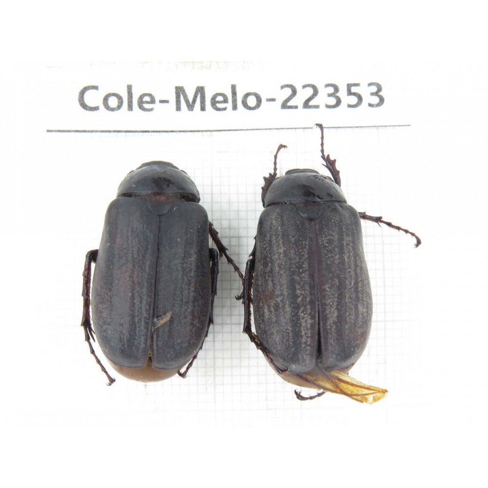 Melolonthidae sp. China, Yunnan, Chuxiong, Shuangbai county. 2Pcs. Cole-Melo-22353.