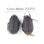 Melolonthidae sp. China, Yunnan, Chuxiong, Shuangbai county. 2Pcs. Cole-Melo-22353.
