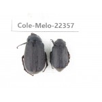 Melolonthidae sp. China, Yunnan, Chuxiong, Shuangbai county. 2Pcs. Cole-Melo-22357.