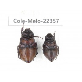 Melolonthidae sp. China, Yunnan, Chuxiong, Shuangbai county. 2Pcs. Cole-Melo-22357.