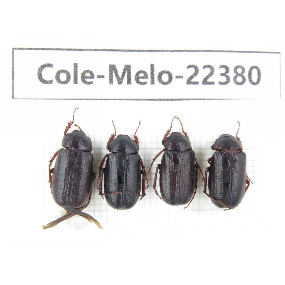 Melolonthidae sp. China,Yunnan, Nujiang, N of Mt.Biluoxueshan. 4Pcs. Cole-Melo-22380.