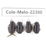 Melolonthidae sp. China,Yunnan, Nujiang, N of Mt.Biluoxueshan. 4Pcs. Cole-Melo-22380.