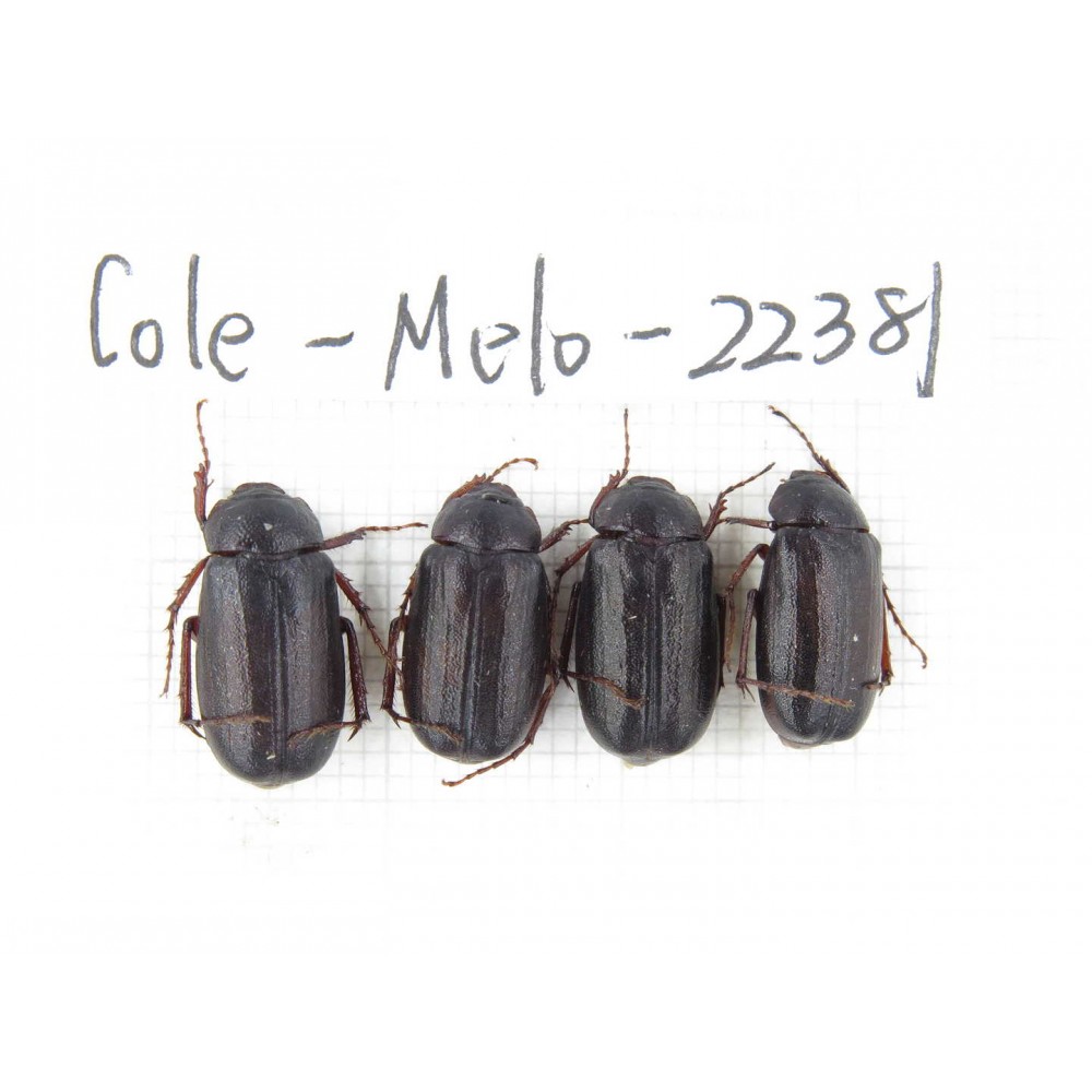 Melolonthidae sp. China,Yunnan, Nujiang, N of Mt.Biluoxueshan. 4Pcs. Cole-Melo-22381.