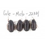 Melolonthidae sp. China,Yunnan, Nujiang, N of Mt.Biluoxueshan. 4Pcs. Cole-Melo-22381.