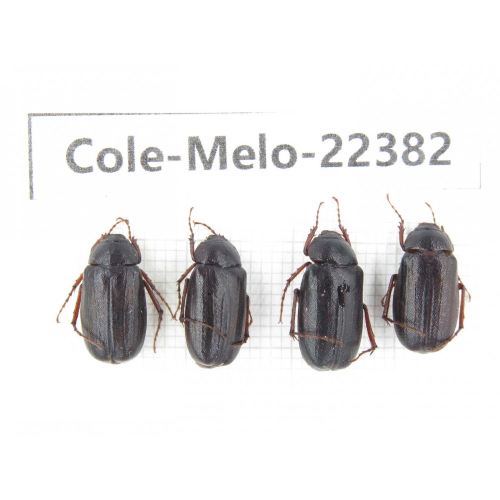 Melolonthidae sp. China,Yunnan, Nujiang, N of Mt.Biluoxueshan. 4Pcs. Cole-Melo-22382.