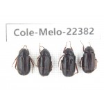 Melolonthidae sp. China,Yunnan, Nujiang, N of Mt.Biluoxueshan. 4Pcs. Cole-Melo-22382.