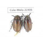 Melolonthidae sp. China, Yunnan, Dali, Yunlong county. 2Pcs. Cole-Melo-22406.