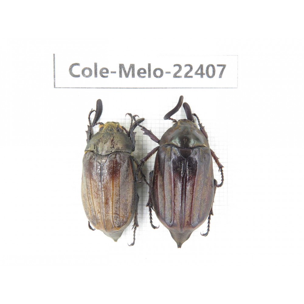 Melolonthidae sp. China, Yunnan, Dali, Yunlong county. 2Pcs. Cole-Melo-22407.