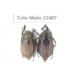 Melolonthidae sp. China, Yunnan, Dali, Yunlong county. 2Pcs. Cole-Melo-22407.