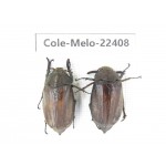 Melolonthidae sp. China, Yunnan, Dali, Yunlong county. 2Pcs. Cole-Melo-22408.