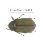 Melolonthidae sp. China, Yunnan, Yuxi, Xinping county. 1Pcs. Cole-Melo-22414.