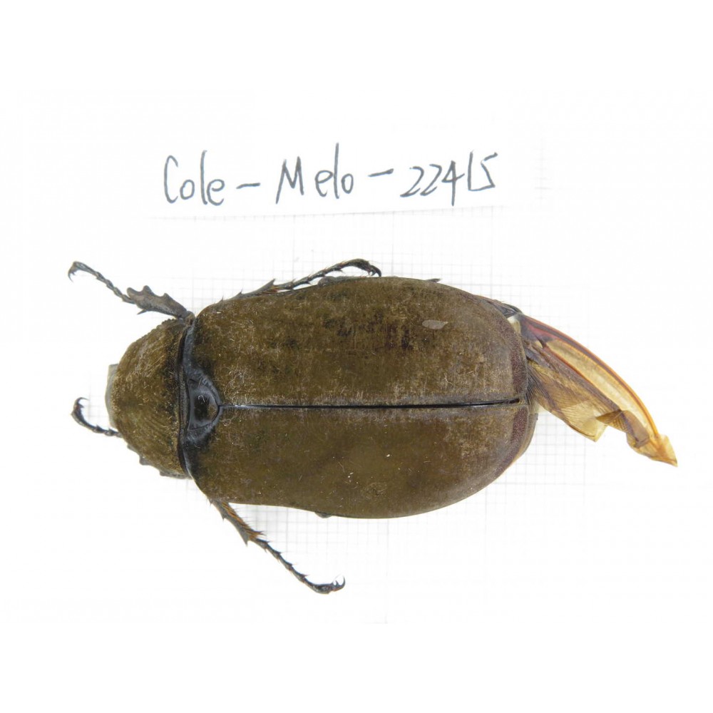 Melolonthidae sp. China, Yunnan, Yuxi, Xinping county. 1Pcs. Cole-Melo-22415.