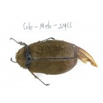 Melolonthidae sp. China, Yunnan, Yuxi, Xinping county. 1Pcs. Cole-Melo-22415.