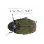 Melolonthidae sp. China, Yunnan, Yuxi, Xinping county. 1Pcs. Cole-Melo-22416.